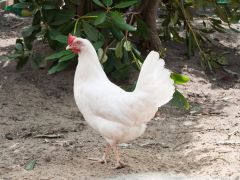 Neue Bewohner im Demenz-Pflegeheim "Haus am Horst" eingezogen.