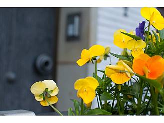 Blumen als Willkommensgruß