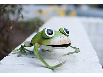 Frosch im Garten.