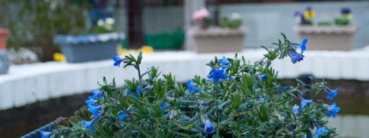 Teich mit Pflanzen im Hof