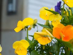 Die Facebook-Seite vom Haus am Horst ist fertig